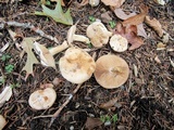 Hebeloma crustuliniforme image