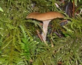 Clitocybe albirhiza image