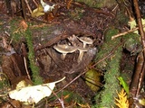 Ampulloclitocybe avellaneoalba image