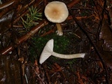 Clitocybe fragrans image
