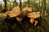 Neolentinus lepideus image