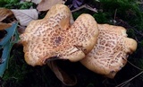 Neolentinus lepideus image