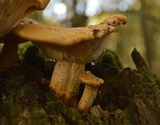 Neolentinus lepideus image