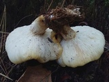 Neolentinus lepideus image