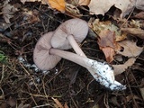 Entoloma violaceum image