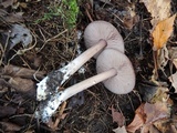 Entoloma violaceum image