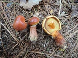 Suillus grevillei image