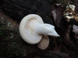 Pleurotus dryinus image