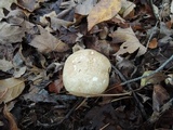 Suillus weaverae image