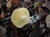 Suillus weaverae image