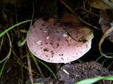 Lepiota decorata image