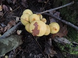 Pholiota alnicola image