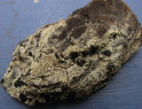 Mycoblastus sanguinarius f. sanguinarius image