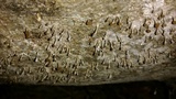 Phleogena faginea image