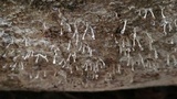 Phleogena faginea image