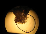 Cystolepiota petasiformis image