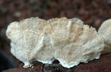 Poronidulus conchifer image
