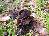 Helvella solitaria image