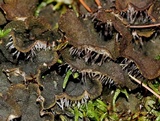 Peltigera evansiana image