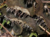 Peltigera evansiana image