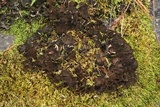 Peltigera evansiana image