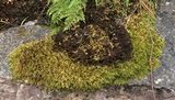 Peltigera evansiana image