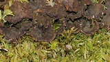Peltigera evansiana image