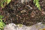 Peltigera evansiana image