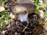 Helvella solitaria image