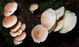 Ripartitella brasiliensis image