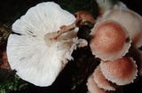Ripartitella brasiliensis image