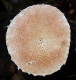 Ripartitella brasiliensis image