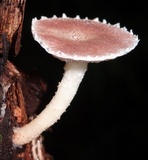 Ripartitella brasiliensis image