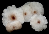 Ripartitella brasiliensis image