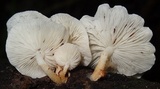 Ripartitella brasiliensis image
