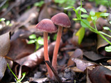 Psathyrella bipellis image