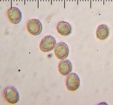 Lentinellus montanus image
