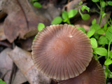 Psathyrella bipellis image