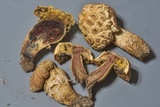 Boletellus ananas image