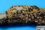 Polycephalomyces tomentosus image