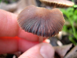 Psathyrella bipellis image