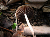 Psathyrella bipellis image