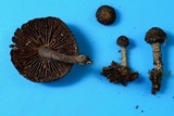 Cystoagaricus hirtosquamulosus image