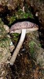 Cystoagaricus hirtosquamulosus image