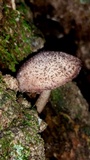 Cystoagaricus hirtosquamulosus image