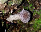 Cystoagaricus hirtosquamulosus image