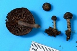 Cystoagaricus hirtosquamulosus image