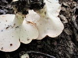 Polyporus radicatus image