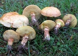 Suillus grevillei image