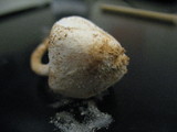 Cystolepiota petasiformis image